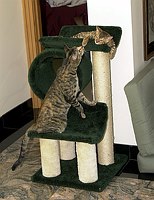 Lancelot's first week.  